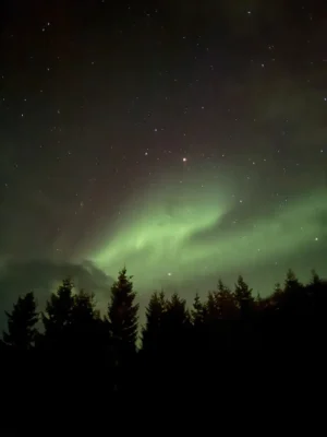 Stars and Northern lights illuminate the skies over tree tops near Tromsø