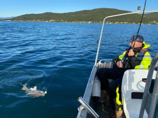 Man in a yellow and black fishing suit sitting on a boat in Tromsø, reeling in a big fish close to the surface of the fjord with mountains in the background.