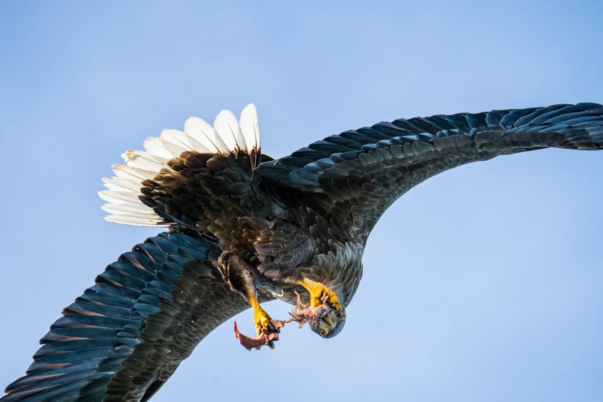 White-tailed eagle flying with prey above Arctic waters near Tromsø